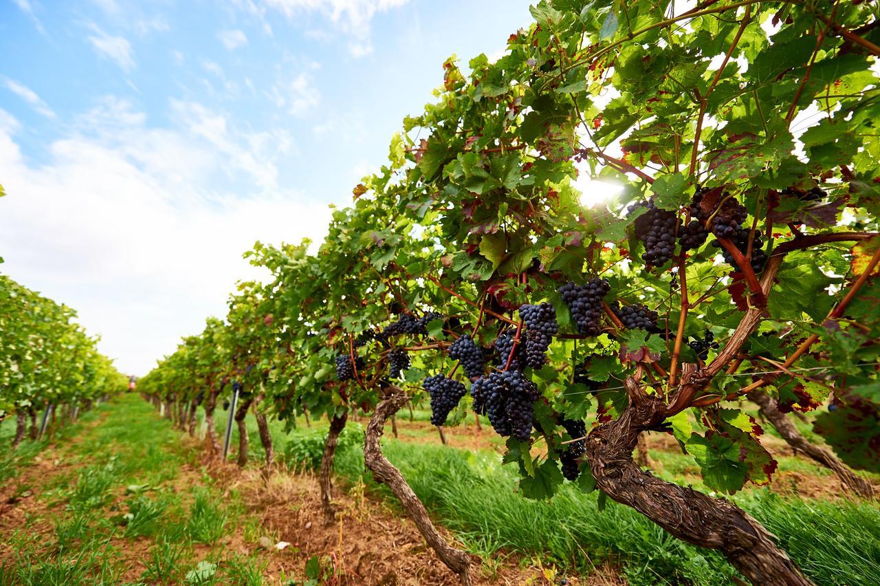 Dohlmuehle Hotel & Weingut Flonheim Εξωτερικό φωτογραφία